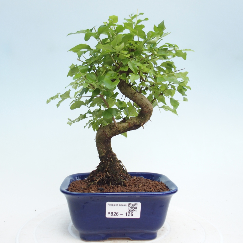 Pokojová bonsai -Ligustrum chinensis - Ptačí zob