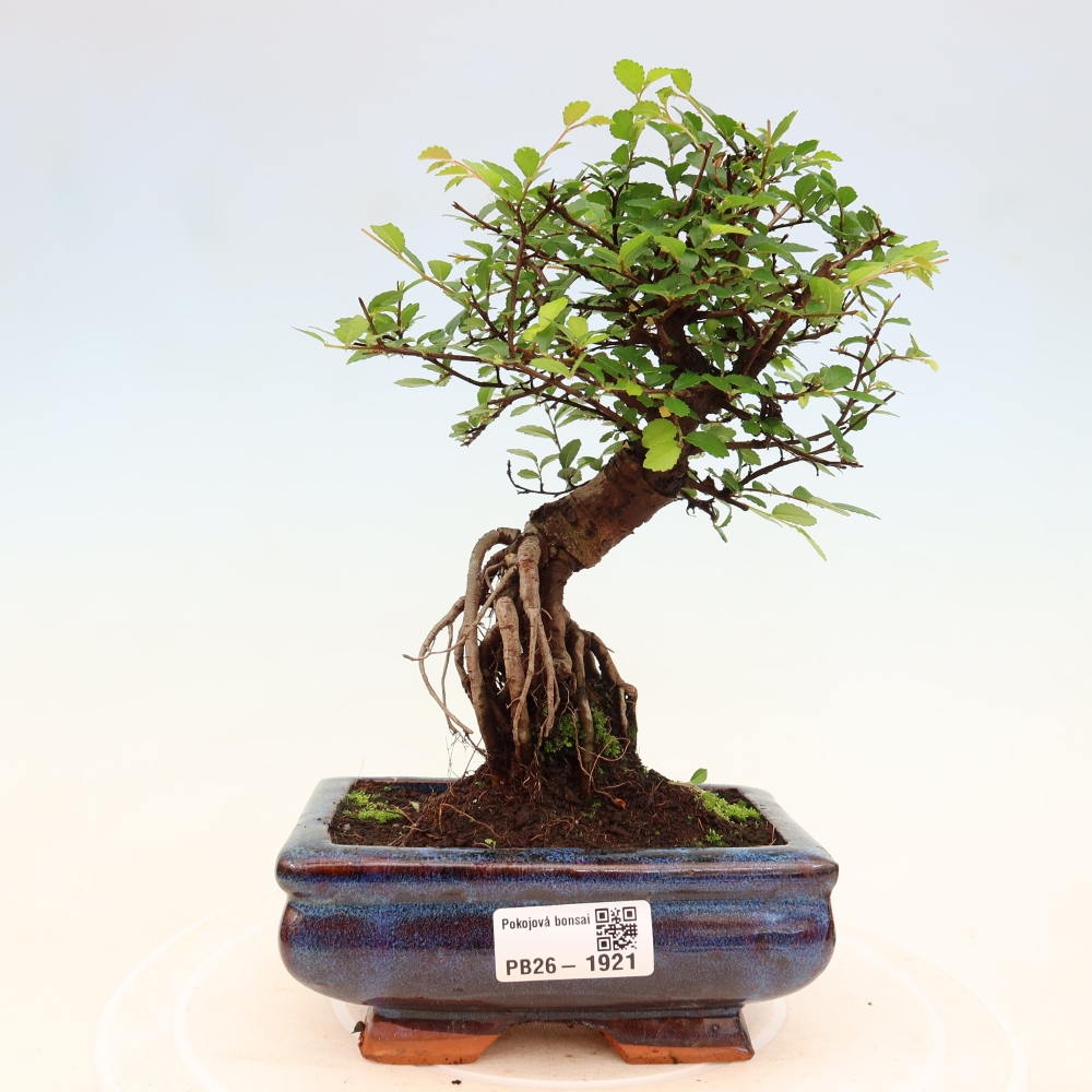 Pokojová bonsai - Ulmus parvifolia - Malolistý jilm