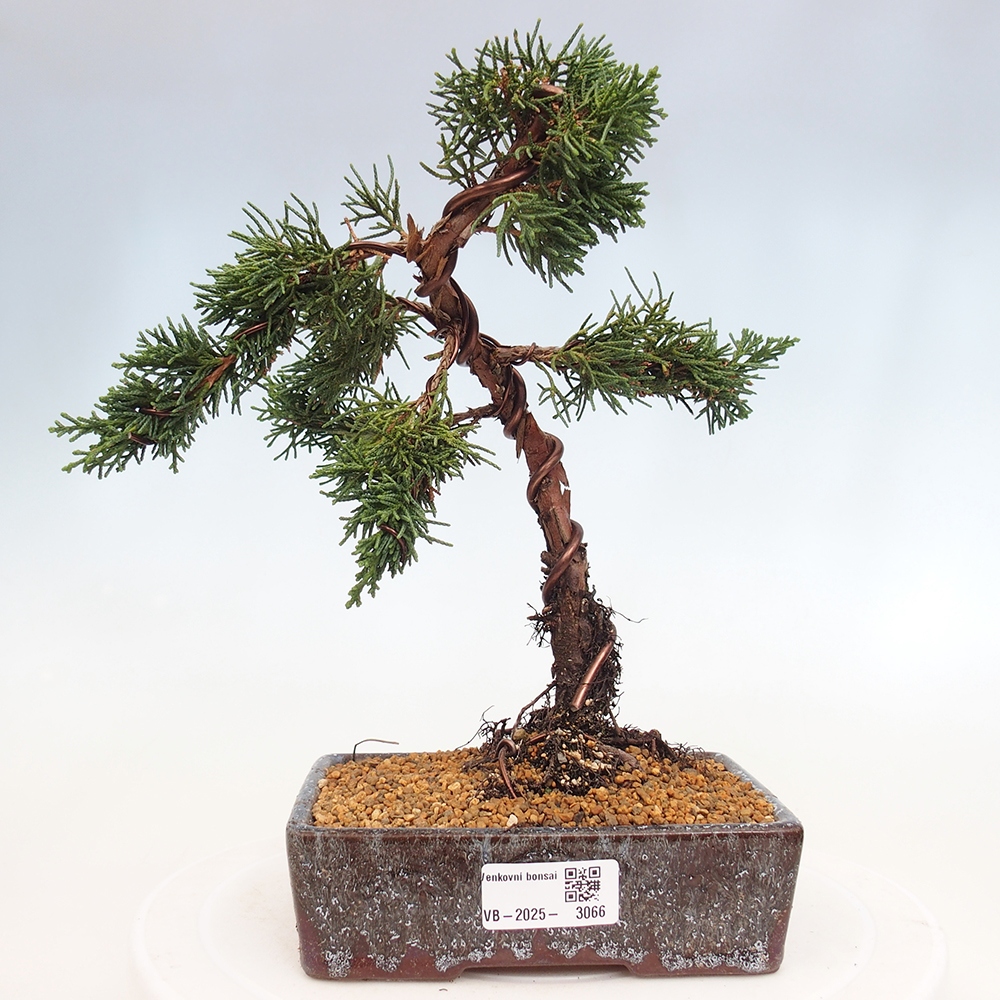Venkovní bonsai - Juniperus chinensis Kishu -Jalovec čínský