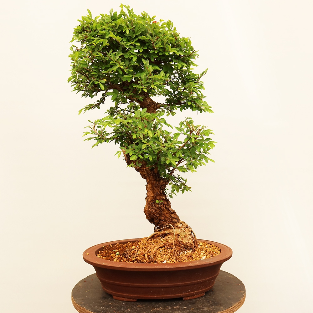 Venkovní bonsai - Zelkova - Zelkova NIRE
