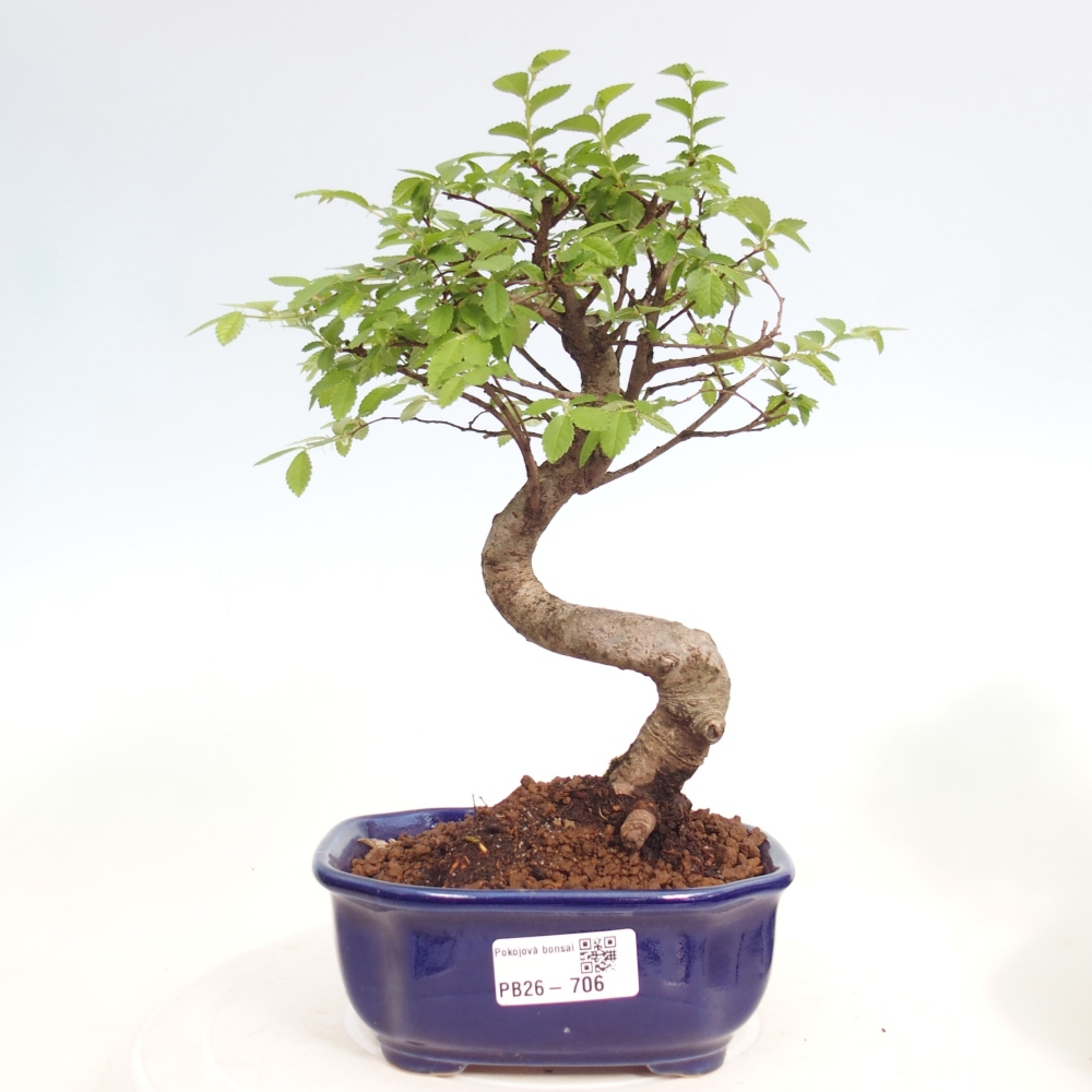 Pokojová bonsai - Ulmus parvifolia - Malolistý jilm