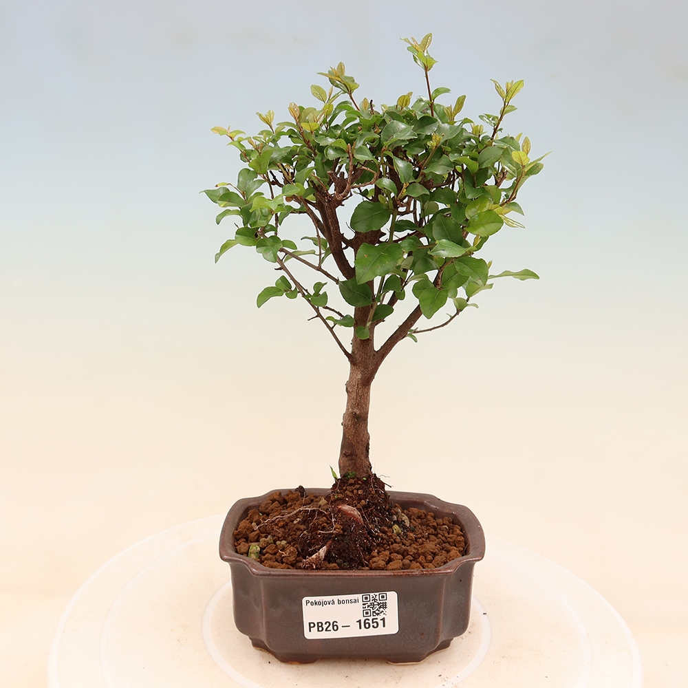 Pokojová bonsai - Sagerécie thea - Sagerécie thea