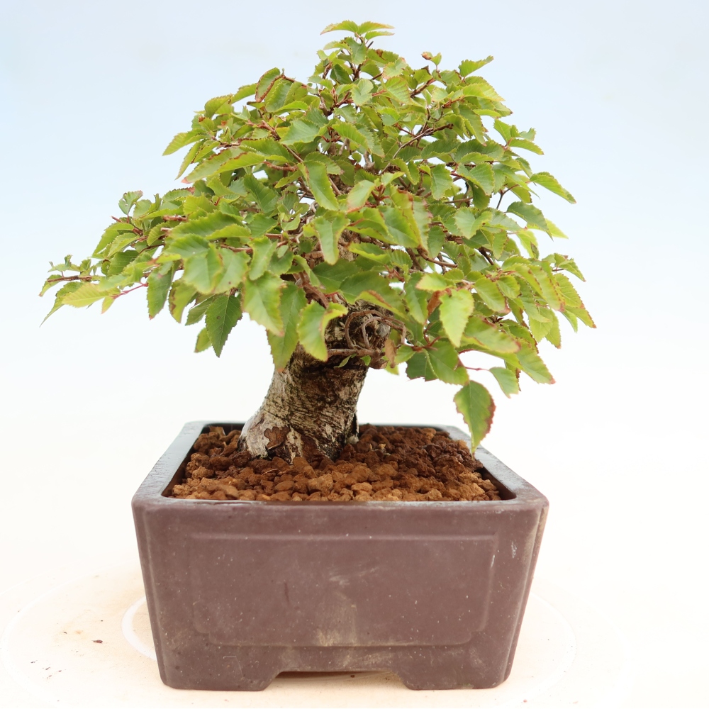 Venkovní bonsai -Carpinus Coreana - Habr korejský