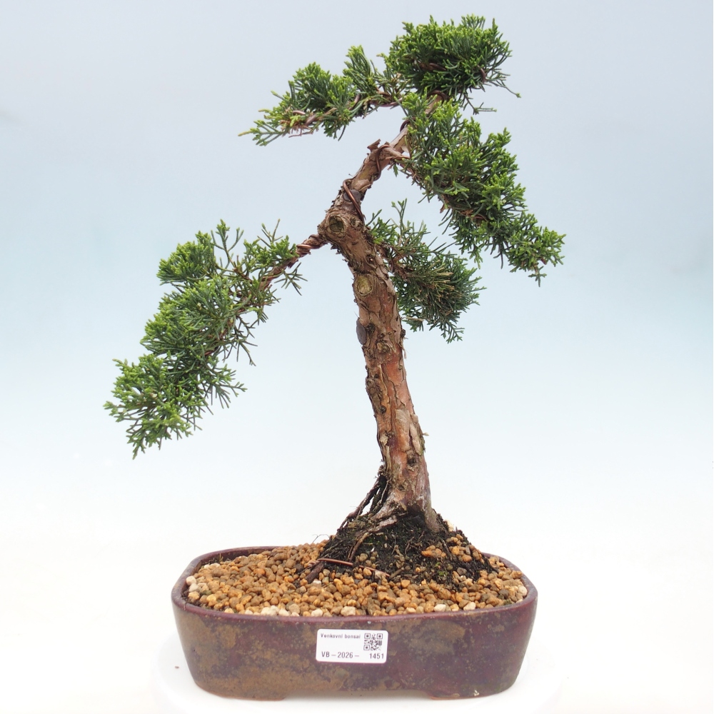 Venkovní bonsai - Juniperus chinensis Kishu -Jalovec čínský