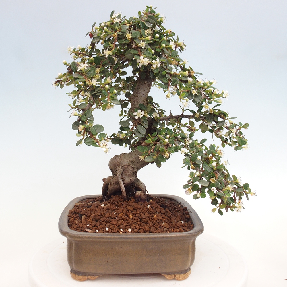 Venkovní bonsai-Cotoneaster dammeri - Skalník Damerův