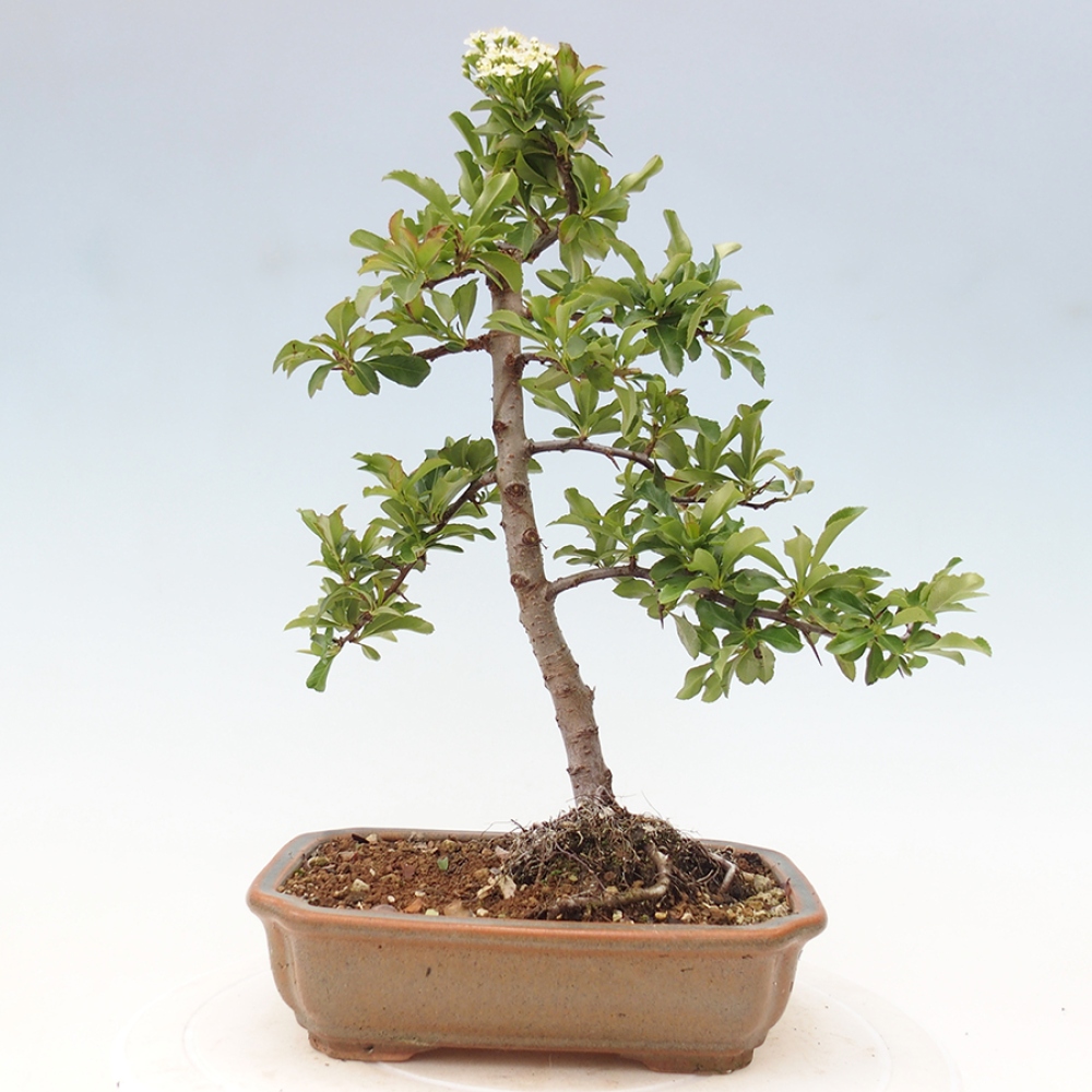 Venkovní bonsai-Pyracanta Teton -Hlohyně