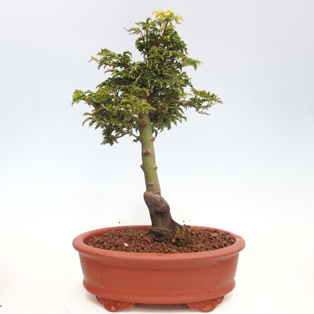 Venkovní bonsai -Javor dlanitolistý Acer palmatum Shishigashira