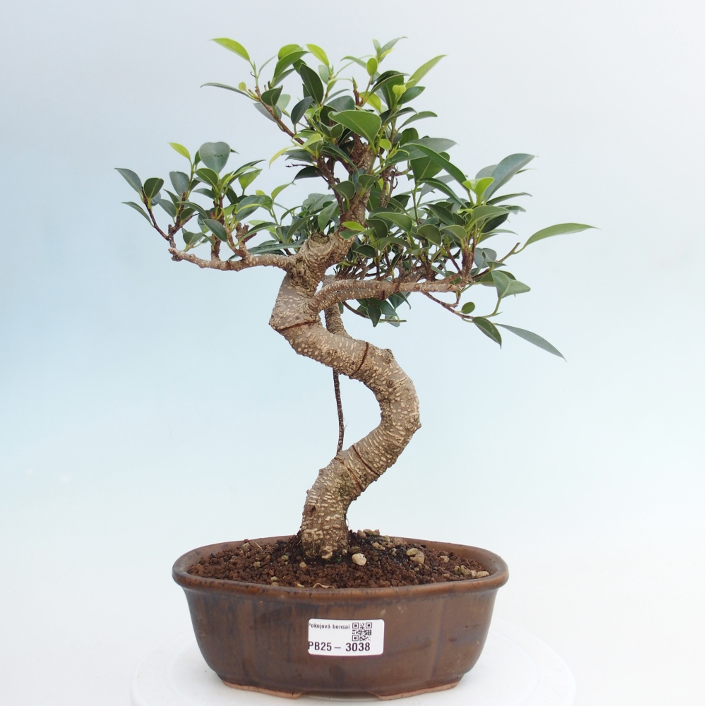 Pokojová bonsai - Ficus retusa -  malolistý fíkus