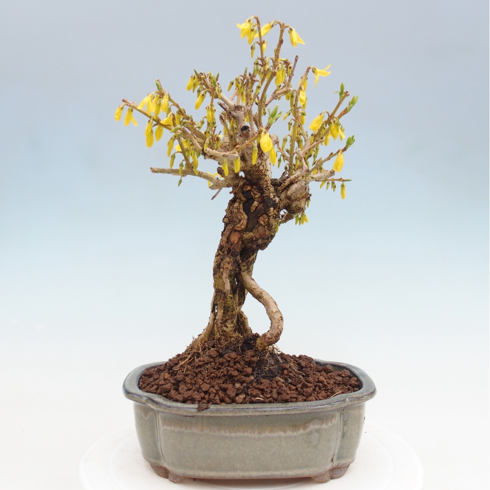 Venkovní bonsai - Zlatice - Forsythia koreana