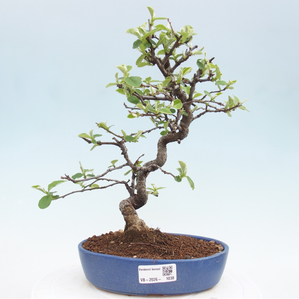 Venkovní  bonsai -  Chaneomeles chinensis - Kdoulovec čínsky