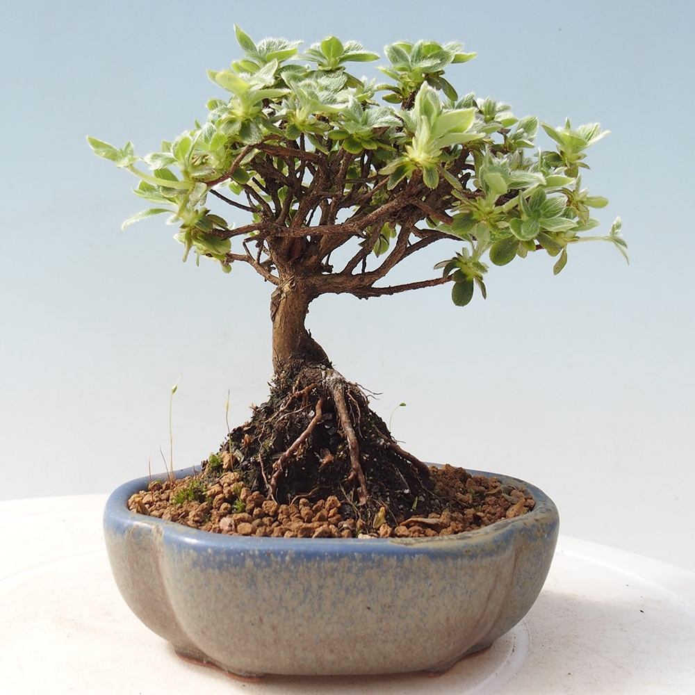 Venkovní bonsai - Rhododendron indicum - Japonská azalka