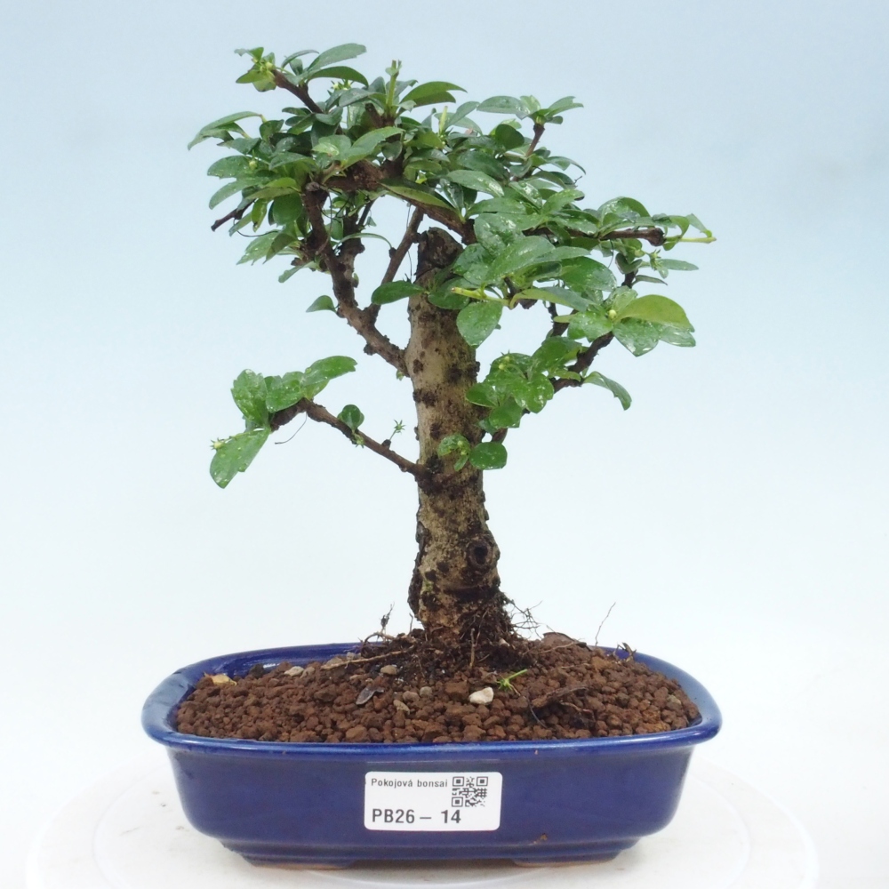Pokojová bonsai - Carmona macrophylla - Čaj fuki