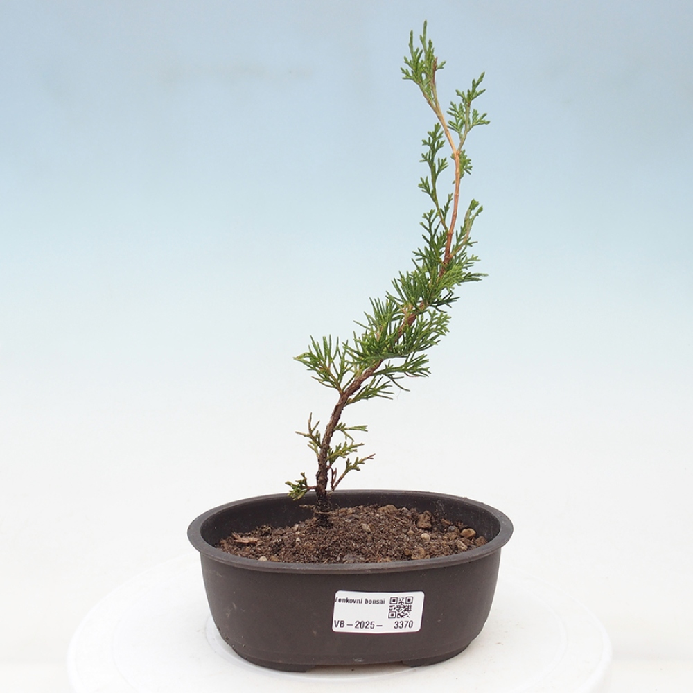 Venkovní bonsai - Juniperus chinensis Itoigawa -Jalovec čínský