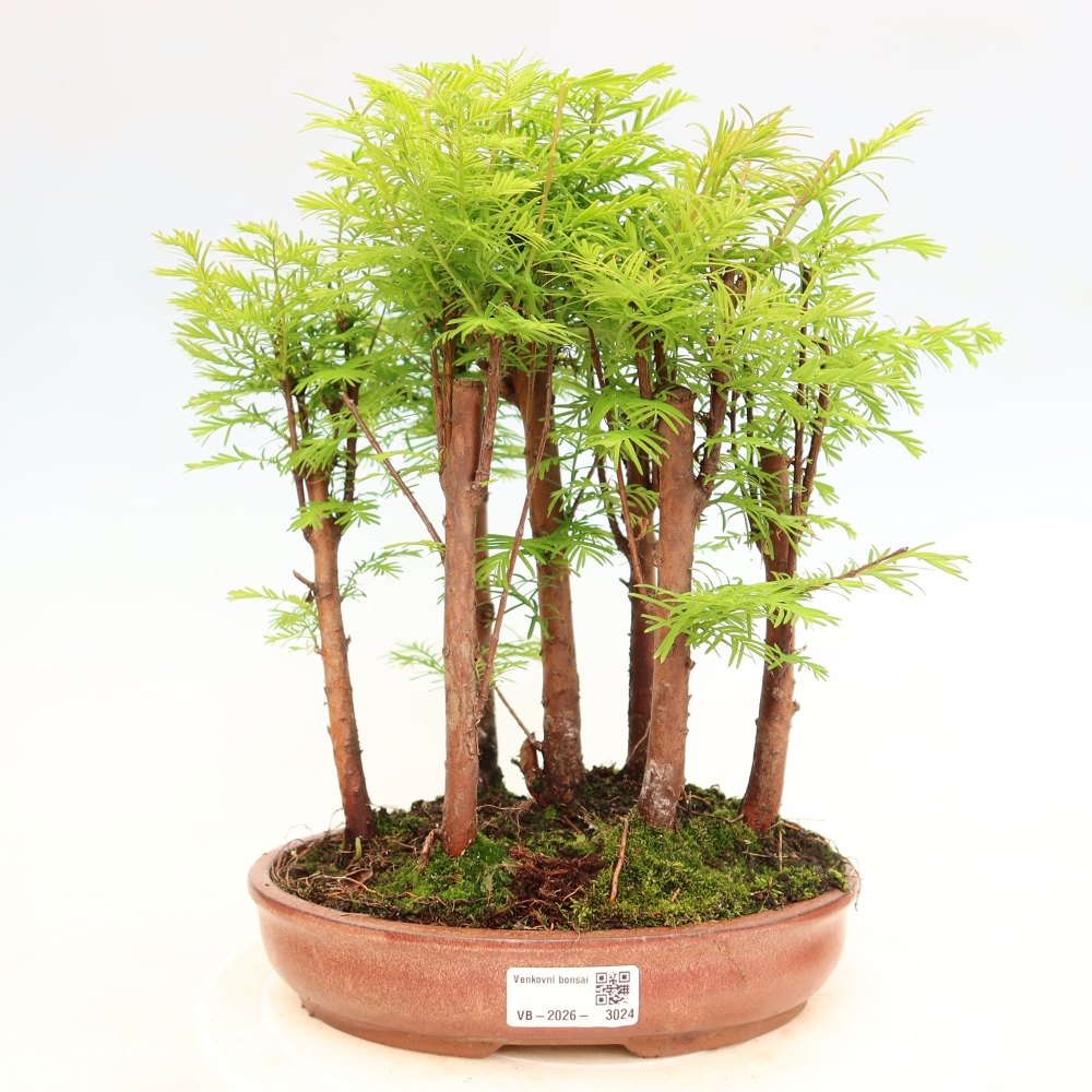 Venkovní bonsai - Metasequoia glyptostroboides - Metasekvoje čínská - lesík