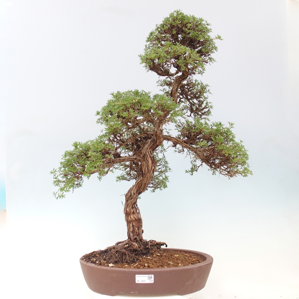 Venkovní bonsai-Mochna křovitá - potentila fruticosa 