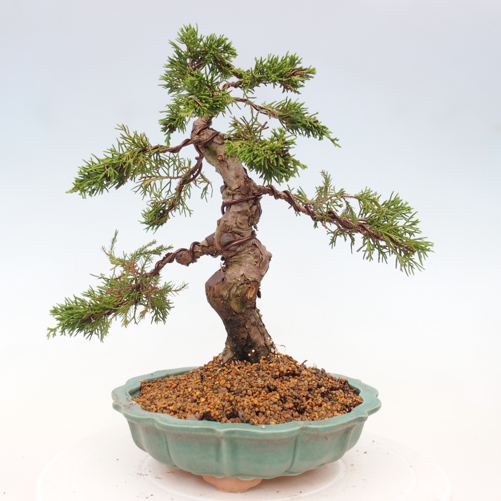 Venkovní bonsai - Juniperus chinensis Itoigawa -Jalovec čínský