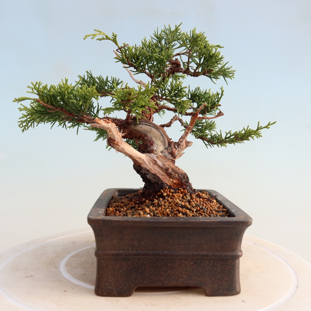 Venkovní bonsai - Juniperus chinensis Itoigawa -Jalovec čínský