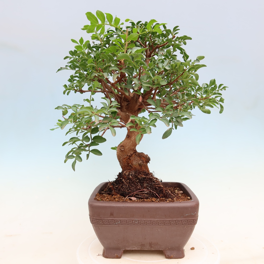 Pokojová bonsai - Pistacia Lentiscus - Pistácie