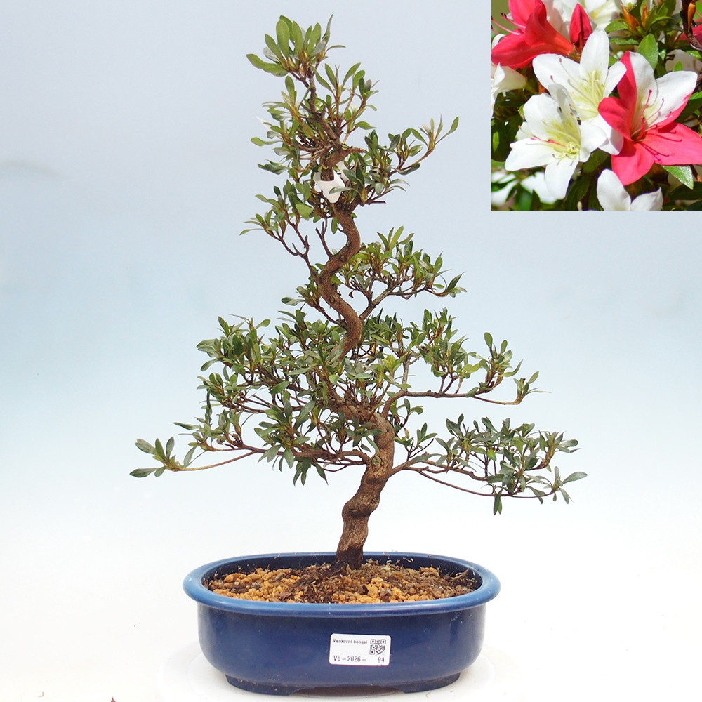 Venkovní bonsai - Japonská azalka - Azalea CHIHIRO