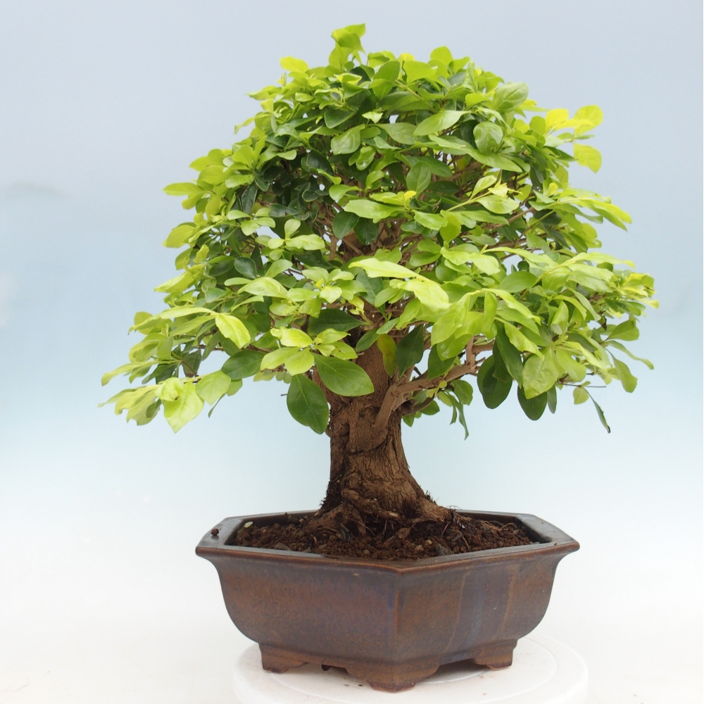 Pokojová bonsai - Duranta erecta Aurea - POUZE OSOBNÍ ODBĚR nebo paletová přeprava