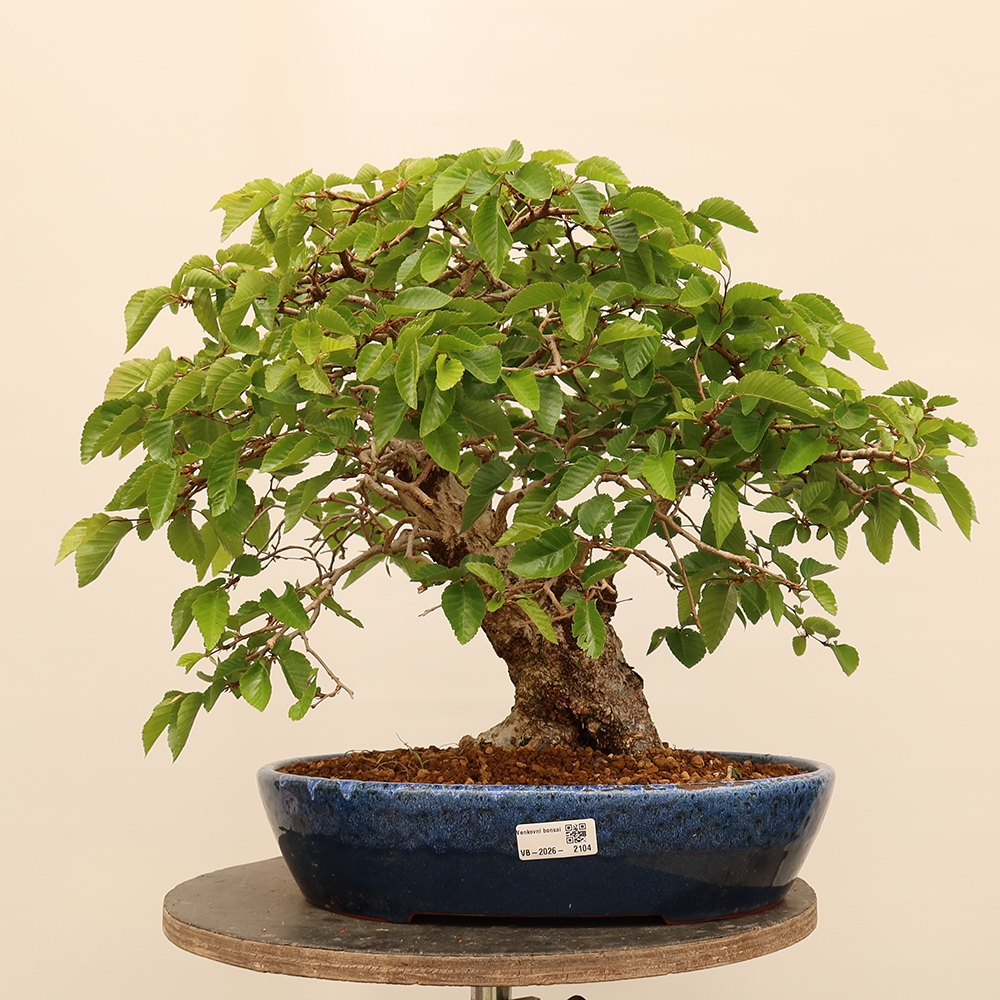 Venkovní bonsai -Carpinus Coreana - Habr korejský