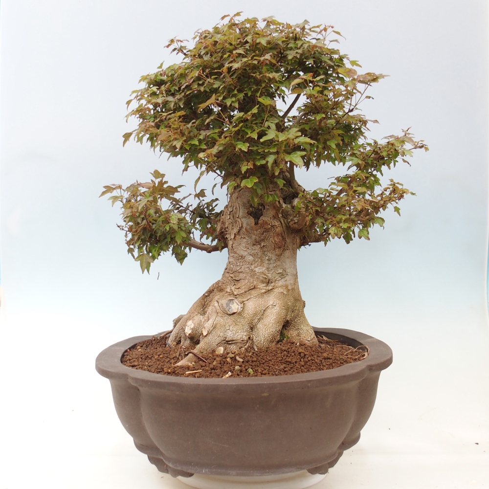 Venkovní bonsai - Acer Buergerianum - Javor Burgerův
