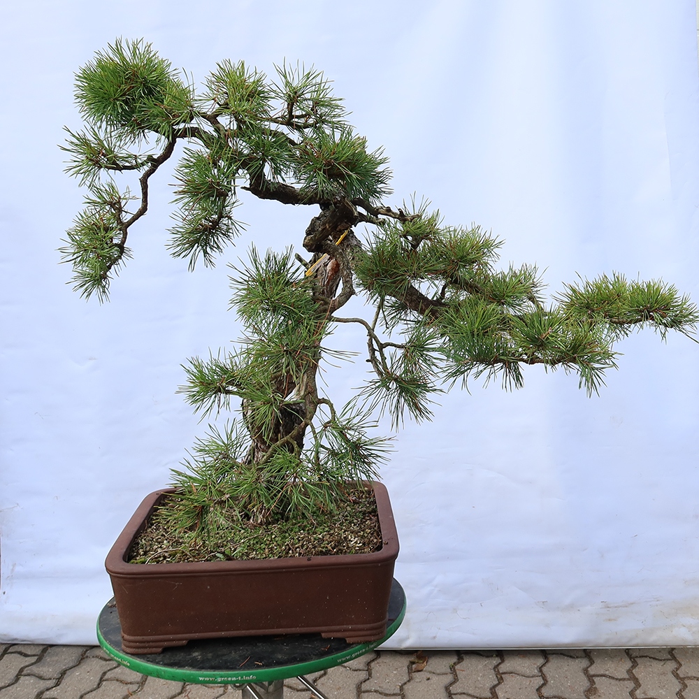 Pinus sylvestris Španělsko - borovice lesní