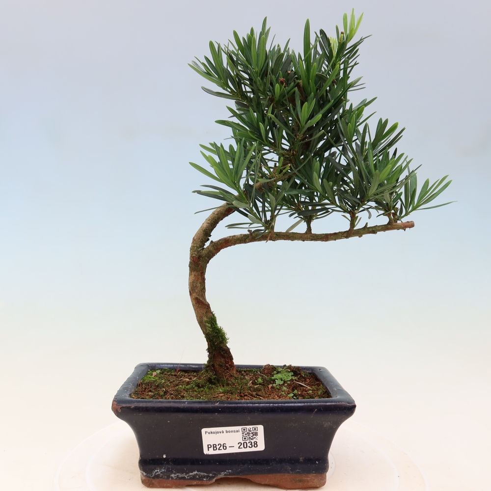 Pokojová bonsai - Podocarpus - Kamenný tis