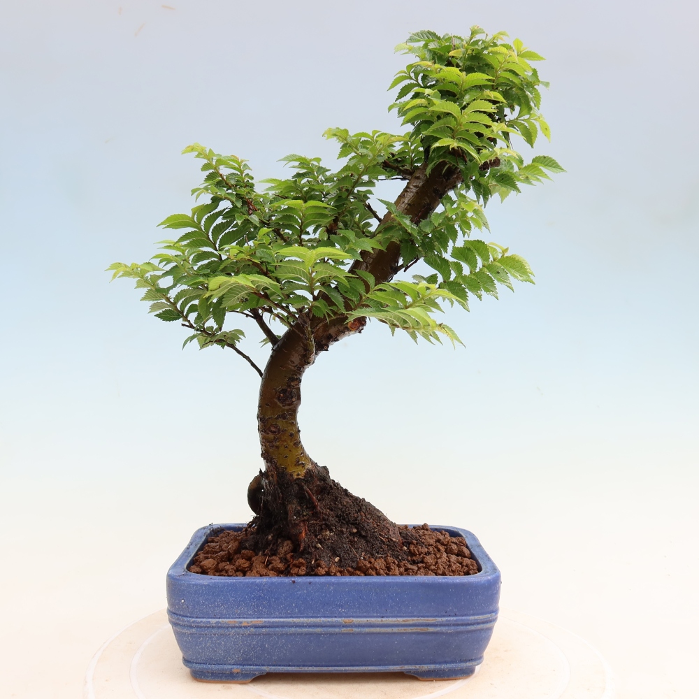 Venkovní bonsai - Ulmus Jacqueline Hillier - Jilm nádherný