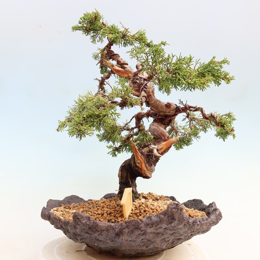 Venkovní bonsai - Juniperus chinensis Itoigawa-Jalovec čínský