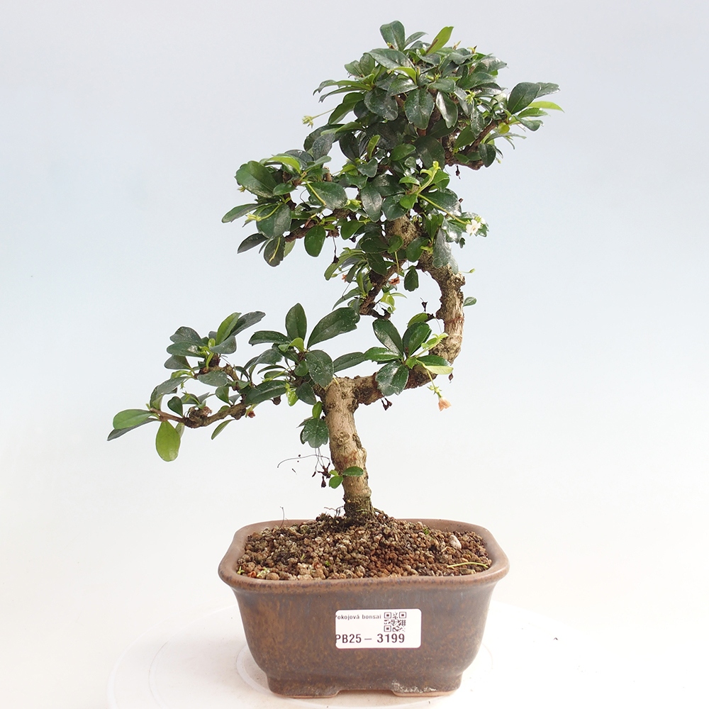 Pokojová bonsai - Carmona macrophylla - Čaj fuki