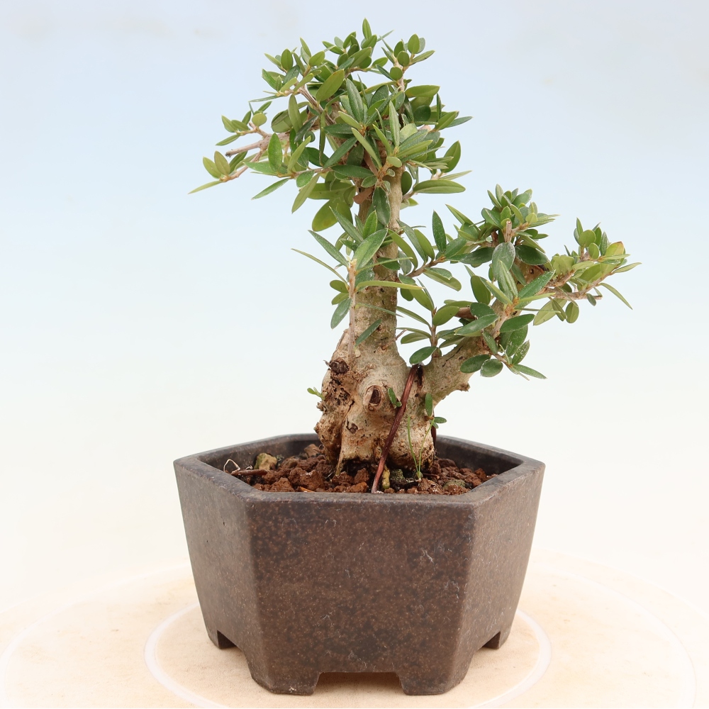 Pokojová bonsai - Olea europaea sylvestris -Oliva evropská drobnolistá