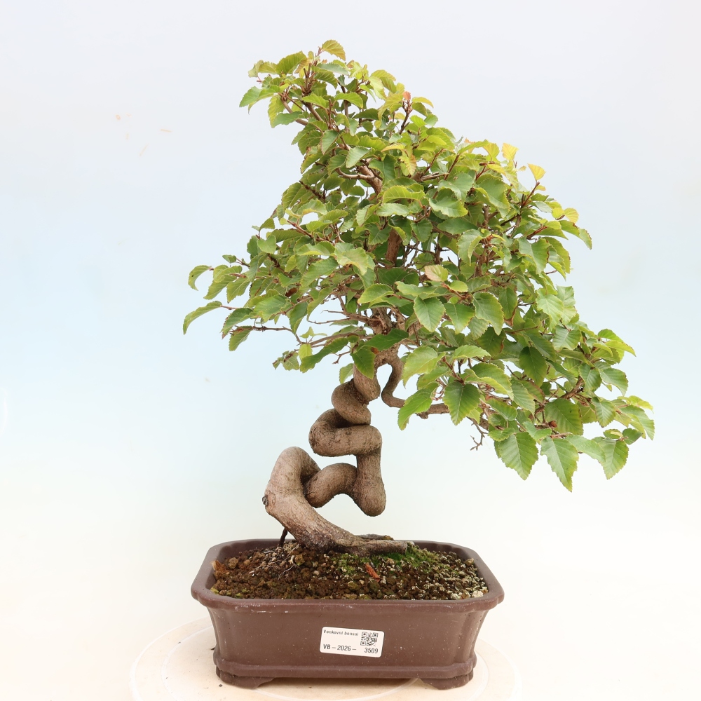 Venkovní bonsai -Carpinus CARPINOIDES - Habr korejský