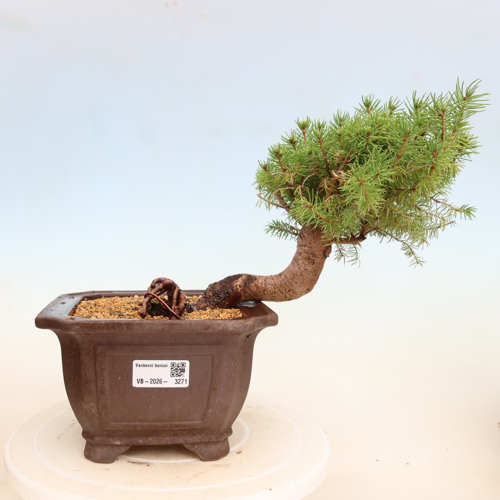 Venkovní bonsai- Smrk kulovitý - Picea glauca globe