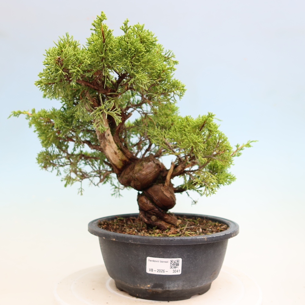 Venkovní bonsai - Juniperus chinensis Itoigawa-Jalovec čínský