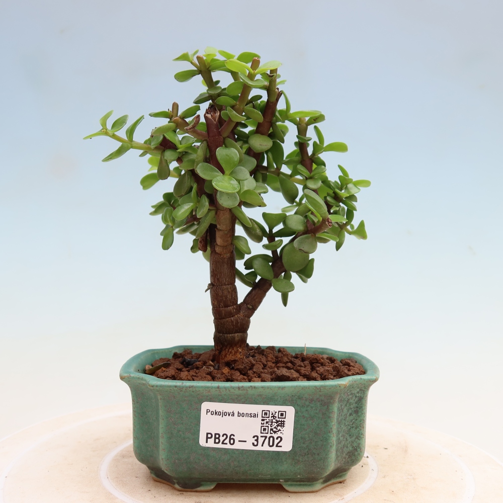Pokojová bonsai - Portulakaria Afra - Tlustice