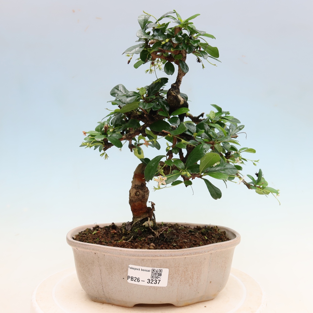 Pokojová bonsai - Carmona macrophylla - Čaj fuki