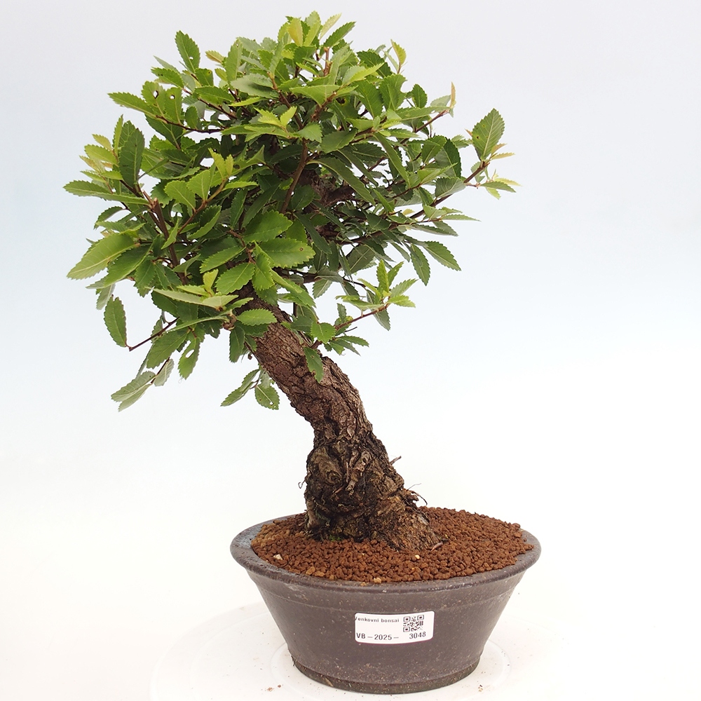 Venkovní bonsai - Zelkova - Zelkova serrata