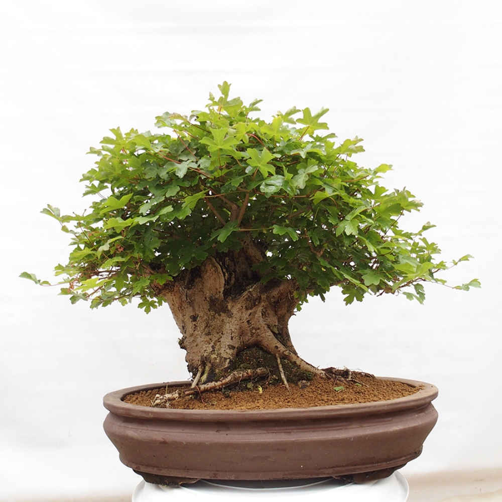 Venkovní bonsai - Acer Campestre - Javor babyka