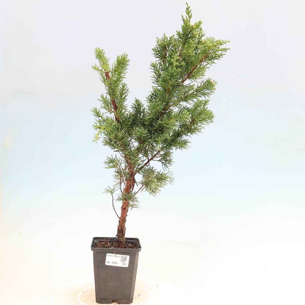 Venkovní bonsai - Juniperus chinensis Kishu -Jalovec čínský