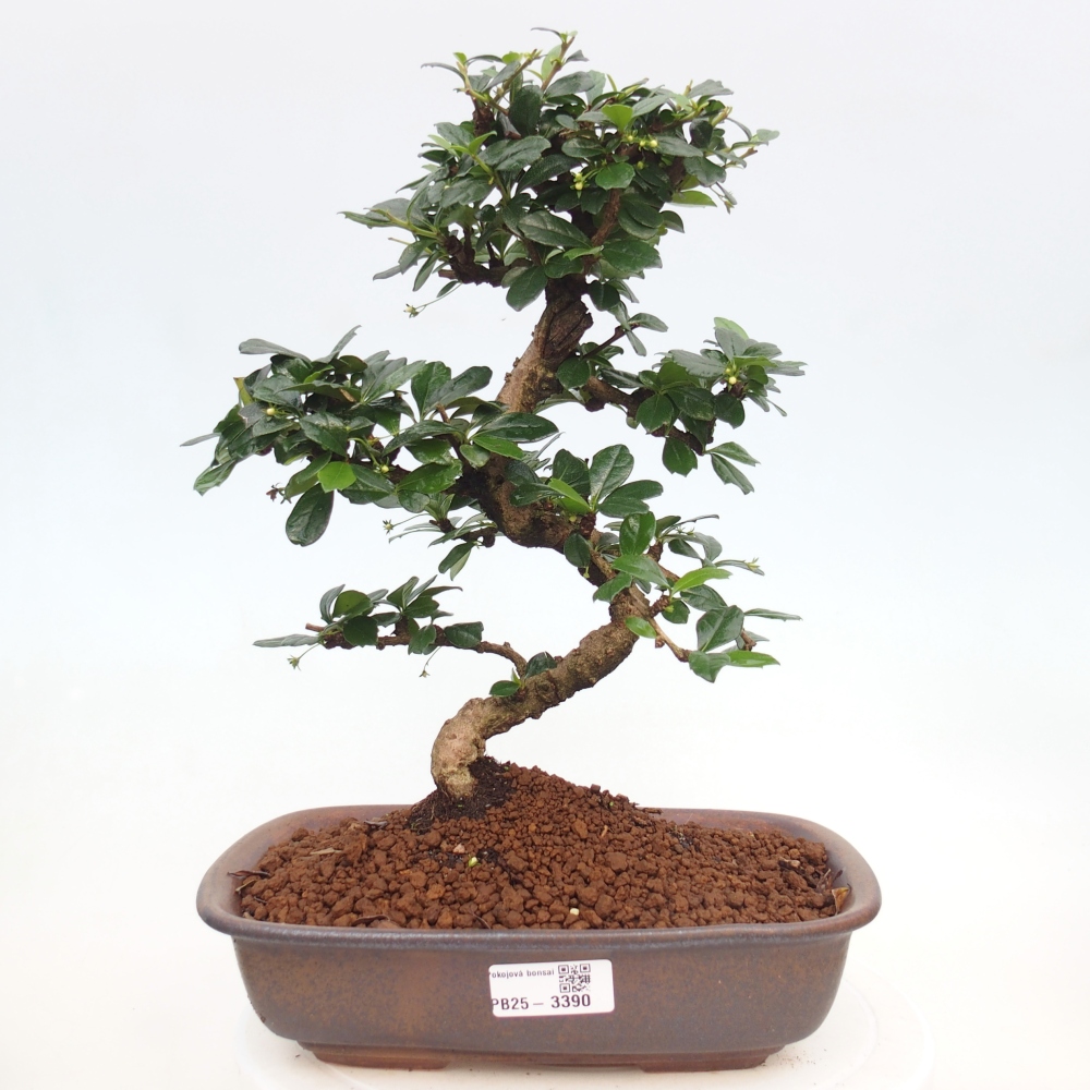 Pokojová bonsai - Carmona macrophylla - Čaj fuki