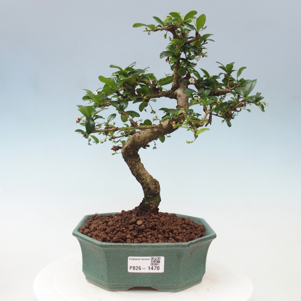 Pokojová bonsai - Carmona macrophylla - Čaj fuki