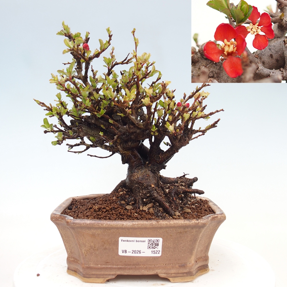 Venkovní  bonsai -  Chaneomeles speciosa - Kdoulovec ozdobný