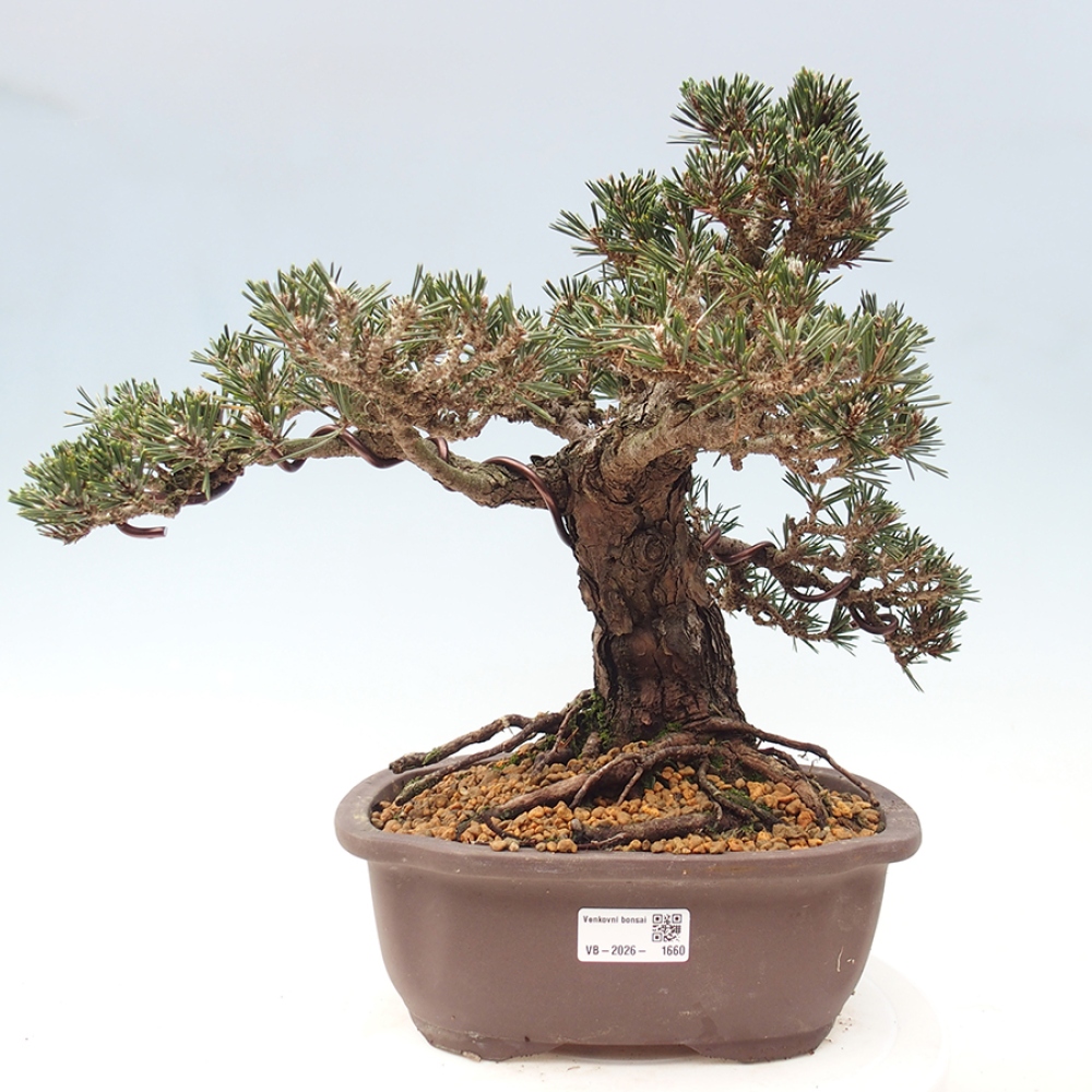 Venkovní bonsai - Pinus thunbergii Kotobuki - Borovice thunbergova