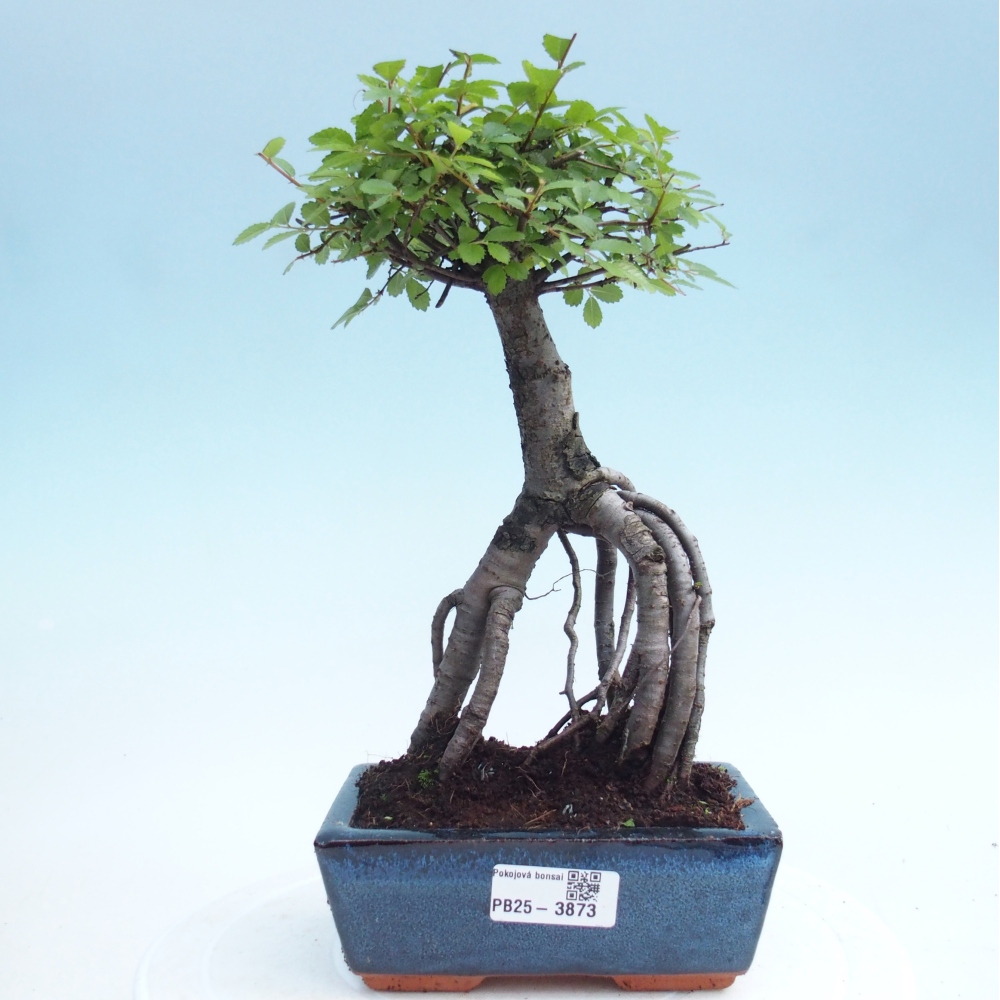 Pokojová bonsai - Ulmus parvifolia - Malolistý jilm
