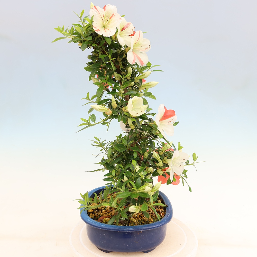 Venkovní bonsai - Japonská azalka - Azalea Asahi-no-izumi