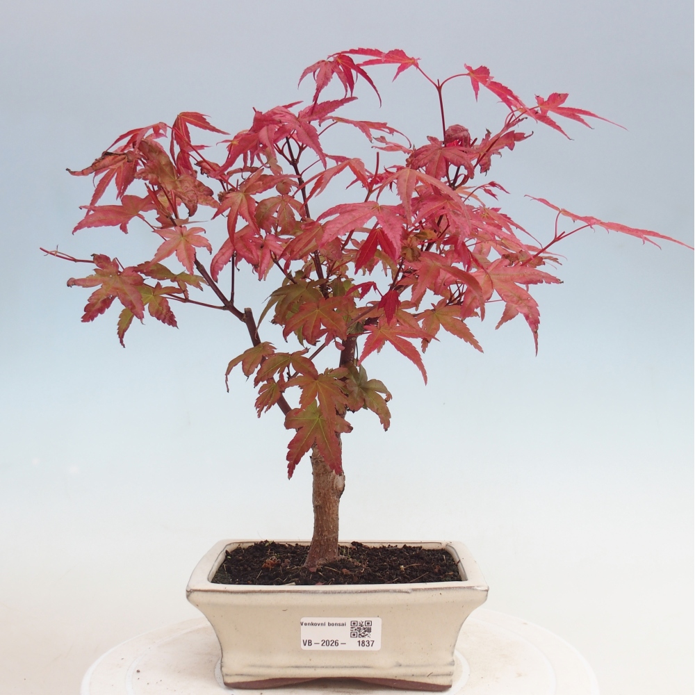 Venkovní bonsai - Javor dlanitolistý - Acer palmatum DESHOJO