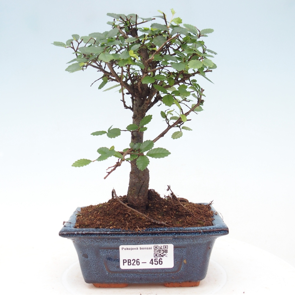 Pokojová bonsai - Ulmus parvifolia - Malolistý jilm