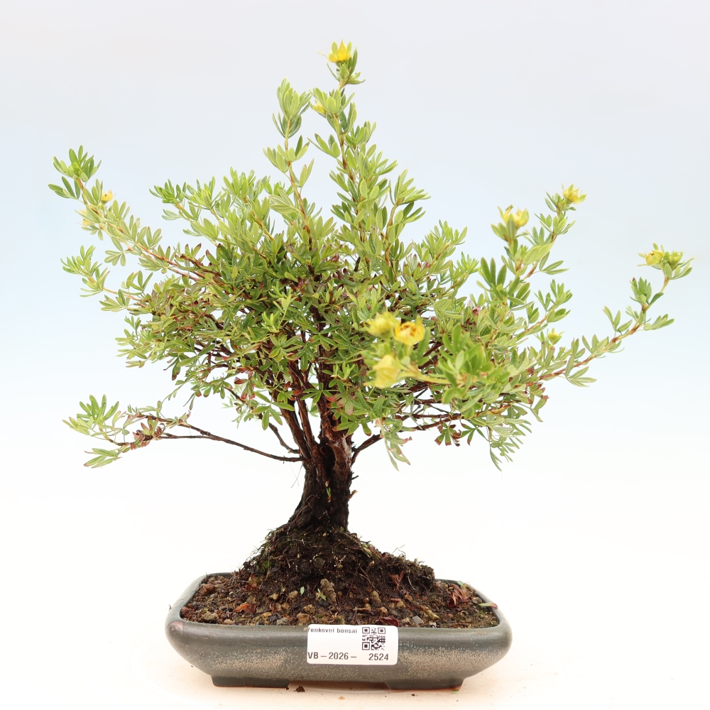Venkovní bonsai-Mochna křovitá - potentila fruticosa 
