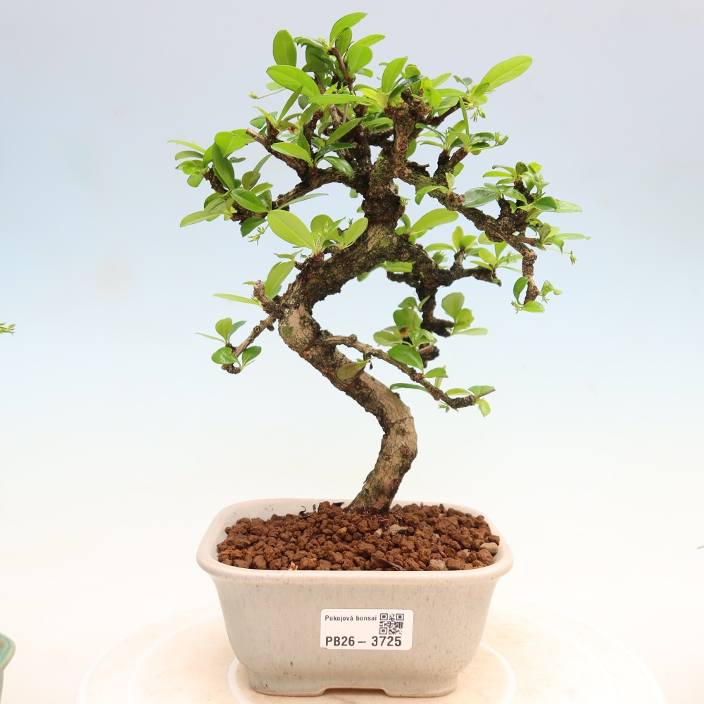 Pokojová bonsai - Carmona macrophylla - Čaj fuki
